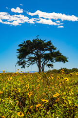 Lonely pine tree (Pinus pinea) on the California coast near Carpintheria (USA). The tree stands in a meadow with blooming yellow flowers in bright sunshine, blue sky with a single cloud.