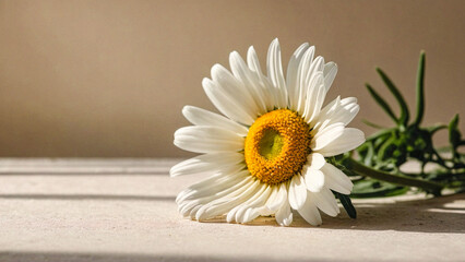 A clean and Elegant aesthetic chamomile daisy flowers border with sunlight shadows on neutral beige background 