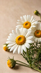 Obraz premium A clean and Elegant aesthetic chamomile daisy flowers border with sunlight shadows on neutral beige background 