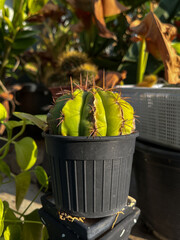 Cactus in Cinco de Mayo holiday celebrating