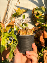 Cactus in Cinco de Mayo holiday celebrating