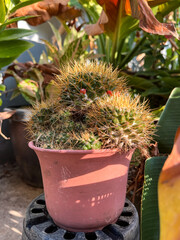 Cactus in Cinco de Mayo holiday celebrating