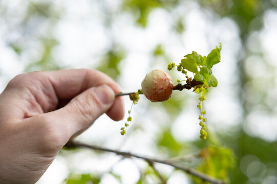 Nature enthusiast holding Oak apple, gall against lush greenery caused chemicals injected by larva certain kinds gall wasp Cynipidae, infestation parasite larvae