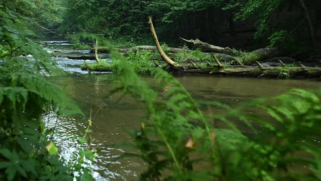 The wild Tanew River from behind the stumps with fallen trunks of fallen trees. "Rezerwat przyrody Nad Tanwią