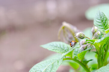 ジャガイモの葉を食べようとしている害虫のテントウムシダマシ