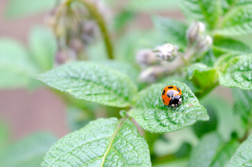 ジャガイモの葉を食べようとしている害虫のテントウムシダマシ