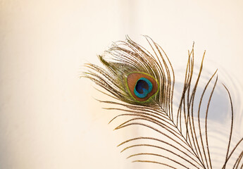 peacock feather on black background