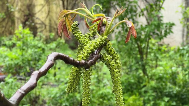 Walnut branch with catkins and young leaves during the rain