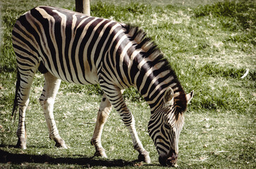 Full Body Photo of an African Zebra Grazing.
