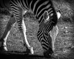 Black and White Close Up Front View of an African Zebra Grazing.