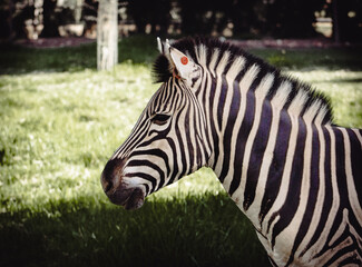 Fototapeta na wymiar Side Profile of the Head and Neck of an African Zebra.