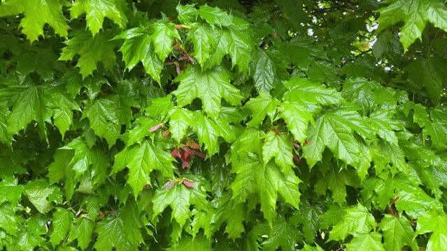 Branches of maple with unripe winged seeds during a rain