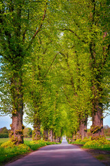 Die Lindenallee im Frühlingsgrün