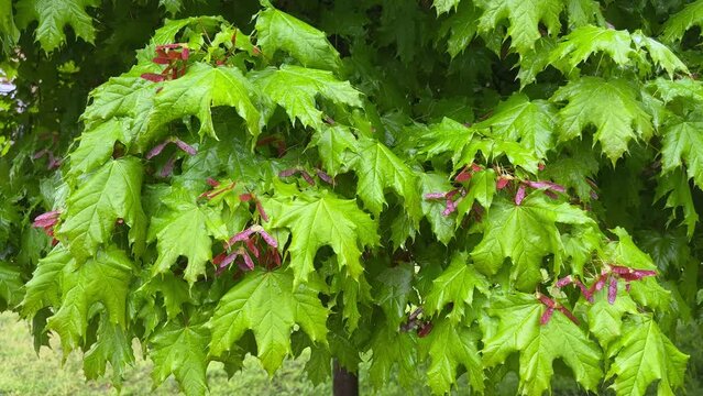 Branches of maple with unripe winged seeds during a rain