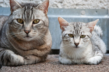 Junger Egyptian Mau Kater mit seinem Freund auf dem Balkon