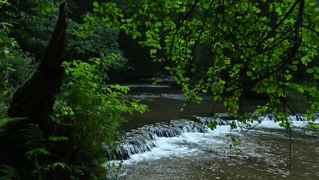 Water rapids on the Tanew River between green trees in the morning.