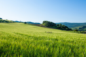 Landscape in Montecorto, Andalusia, Spain, Europe