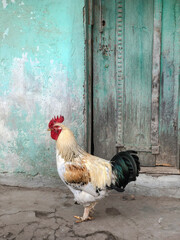 free range rooster standing by wooden door in the farm
