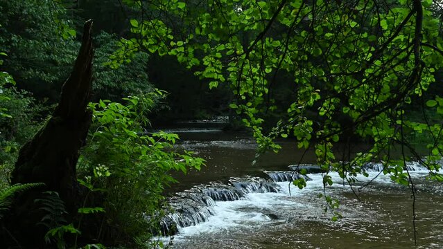 The Tanew River valley in the morning fog, with the sound of waterfalls in the background