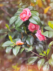 Pink Camellia japonica flowering plant. Blooming Japanese camellia in springtime.