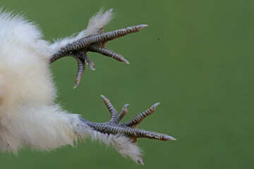 One of the characteristics of Silkie chickens is that they have five toes, unlike other chickens which have four toes. This animal has the scientific name Gallus gallus domesticus.