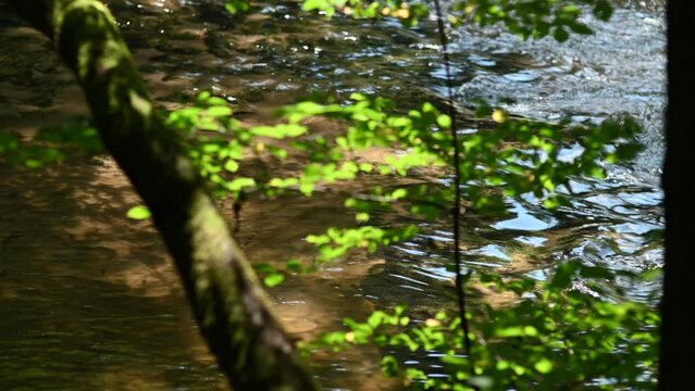 Lush green leaves in sunlight against the background of flowing water in the river