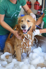 Pet grooming: Clippers buzzing, bathing, brushes stroking, pampered pets, epitomizing pet care and luxury.