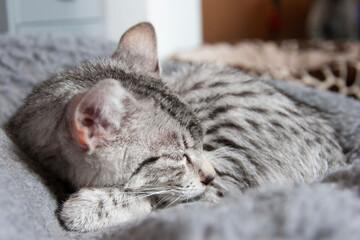 Schlafende junge Egyptian Mau Katze
