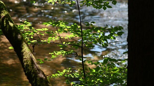 Green tree branches against the background of blue flowing water.
