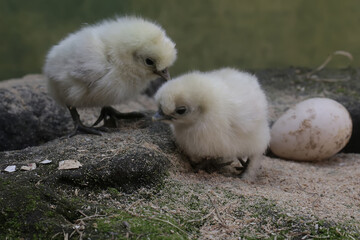 The cute and adorable appearance of two silkie chicks that have just hatched from the egg. This animal has the scientific name Gallus gallus domesticus.