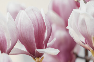 Magnolia Sulanjana flowers with petals in the spring season. beautiful pink magnolia flowers in...