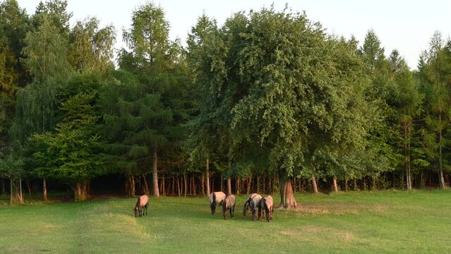 A herd of Polish horses on Biała G&oacute;ra in Zwierzyniec