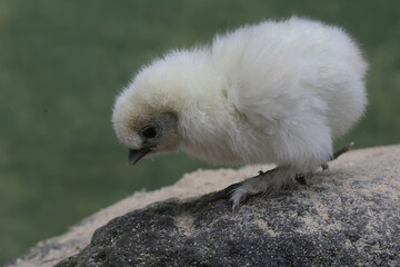 One of the characteristics of Silkie chickens is that they have five toes, unlike other chickens which have four toes. This animal has the scientific name Gallus gallus domesticus.