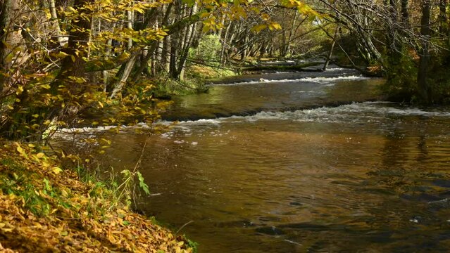 Flowing water of the Tanew River on the Roztocze in the yellow scenery of the autumn landscape