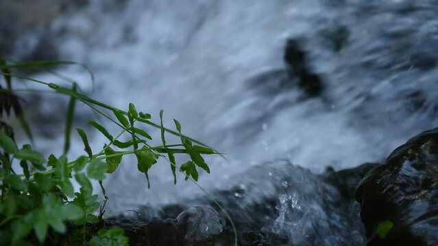 Green leaves swaying over the waterfall