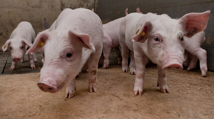 Piglets in stable. Young pigs. Farming