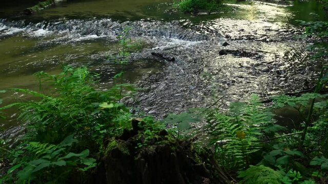 Wildlife in the Tanew River Valley on a summer morning