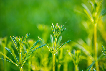 Galium aparine cleavers, clivers, goosegrass, catchweed, stickyweed, robin-run-the-hedge, sticky willy, sticky willow, stickyjack, stickeljack, and grip grass close-up In the spring