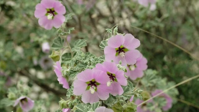Lavatera Maritima Gouan. Summer Flowering Bright Pink Flowers of a Tree Mallow Shrub (Lavatera maritima). 