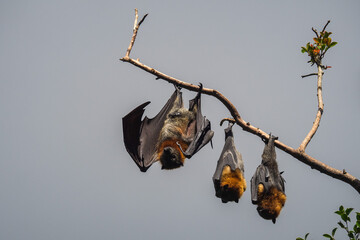 Giant bats in Australia