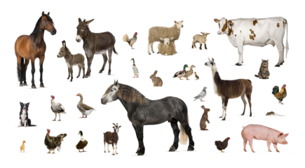 Large group of many farm animals standing together