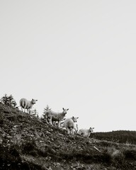 Dark nature background, sheep on a hill