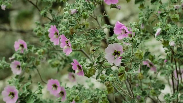 Lavatera Maritima Gouan. Summer Flowering Bright Pink Flowers of a Tree Mallow Shrub (Lavatera maritima). 