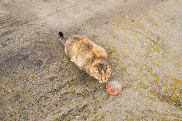 cat eating outside. care and help about homeless animals, abandoned pets. animal protection