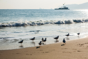 View of the seagulls and surf on the beach
