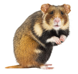 European hamster On its hind legs looking at the camera, Cricetus cricetus, isolated on white