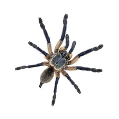 Top view of dorsal side Peacock tarantula, Poecilotheria metallica