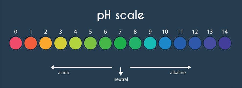 pH value scale chart for acid-alkaline solution. Acid-base balance infographic isolated on white background. Indicator for concentration of hydrogen ion in solution. Vector illustration.