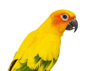 Close-up Head shot of a colorful sun conure parrot, Aratinga solstitialis, against a pure white background