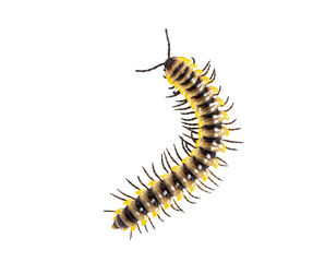 Orthomorpha subkarschi a species of millipede seen from above, isolated on white